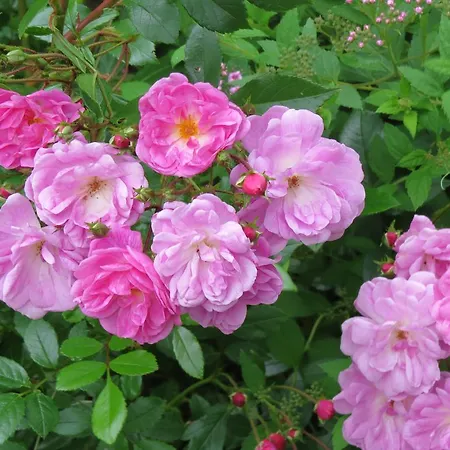 شقة Dorfer غروسارل