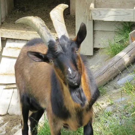 Dorfer شقة غروسارل