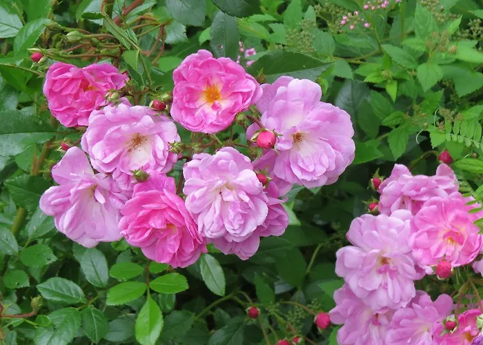 Апартаменты Dorfer Гроссарль