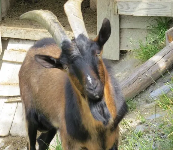 Dorfer Apartman Grossarl